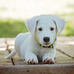 3 Important Things To Consider Before Getting a Dog