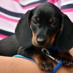 What to Consider When Getting a Puppy