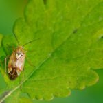 Common pests that destroy plants and teak garden furniture